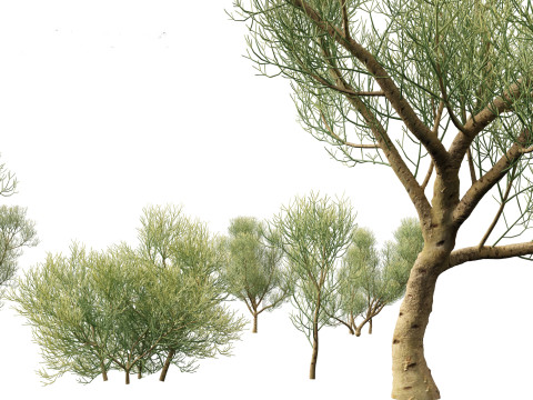 Euphorbia tirucalli - Indian tree spurge 3D 모델