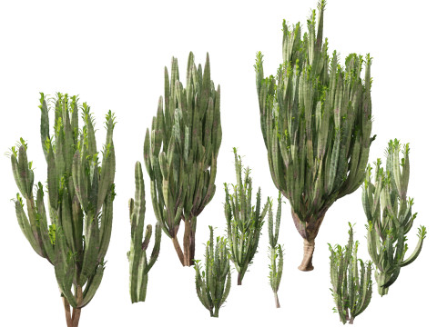 Euphorbia trigona - African milk tree 3D 모델