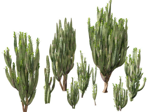 Euphorbia trigona - Pohon susu Afrika Model 3D