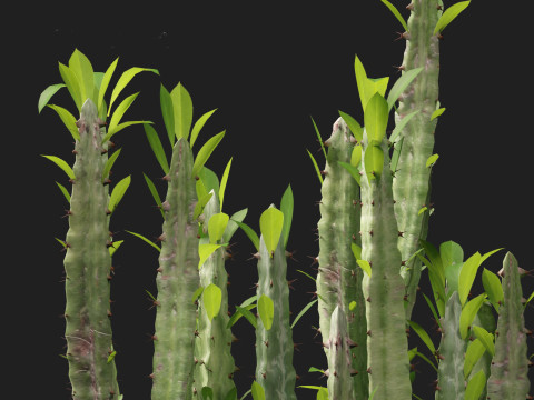 Euphorbia trigona - African milk tree 3D मॉडल