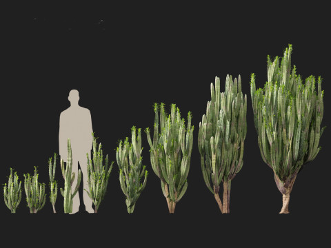 Euphorbia trigona - African milk tree 3D मॉडल
