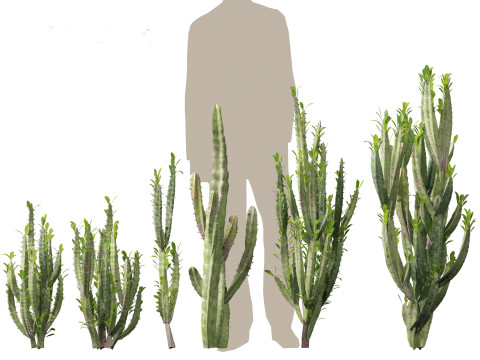 Euphorbia trigona - African milk tree 3D मॉडल