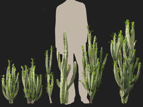 Euphorbia trigona - African milk tree 3D मॉडल