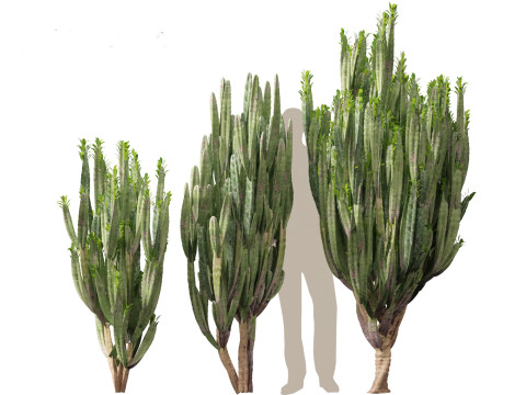 Euphorbia trigona - African milk tree 3D मॉडल