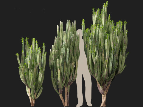 Euphorbia trigona - African milk tree 3D मॉडल