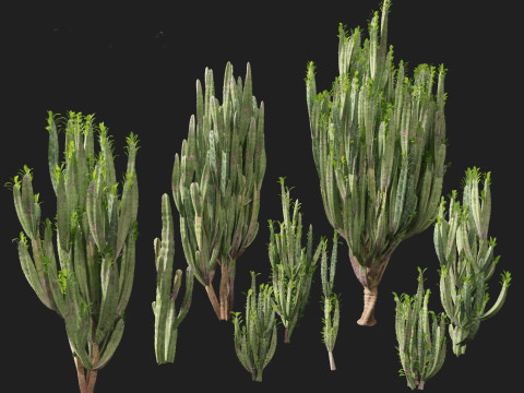Euphorbia trigona - African milk tree 3D मॉडल