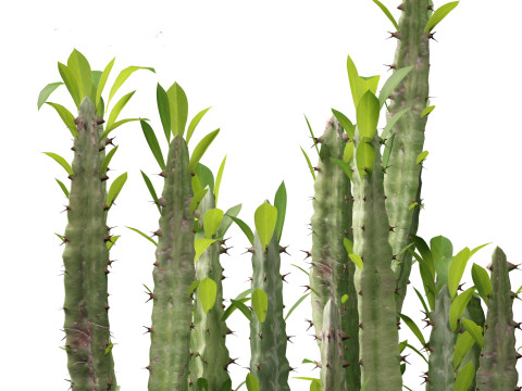 Euphorbia trigona - African milk tree 3D मॉडल