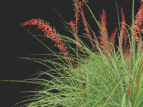 Hesperaloe parviflora - Redflower false yucca Modello 3D