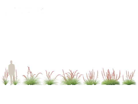 Hesperaloe parviflora - Redflower false yucca Modello 3D