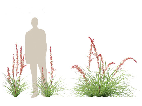 Hesperaloe parviflora - Redflower false yucca Modello 3D