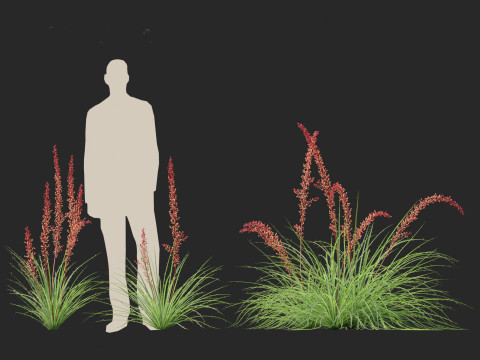 Hesperaloe parviflora - Redflower false yucca Modello 3D