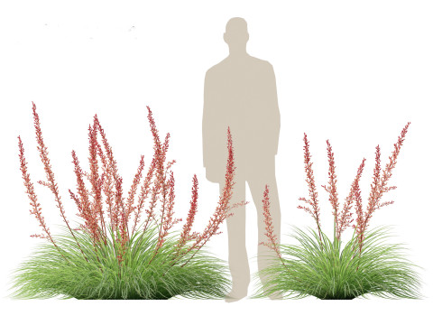 Hesperaloe parviflora - Redflower false yucca Modello 3D