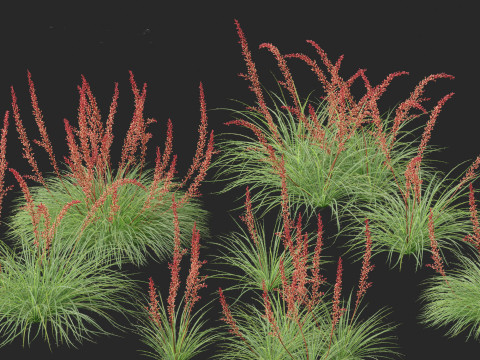 Hesperaloe parviflora - Redflower false yucca Modello 3D
