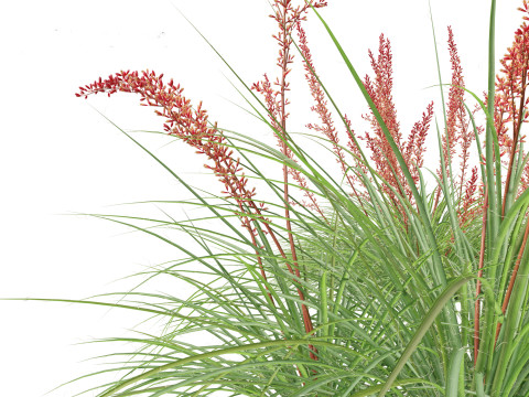 Hesperaloe parviflora - Redflower false yucca Modello 3D