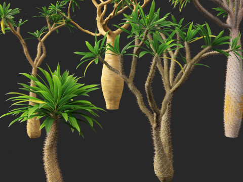 Pachypodium geayi - Madagascar palm 3D Model
