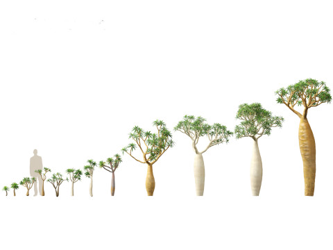 Pachypodium geayi - Madagascar palm 3D Model