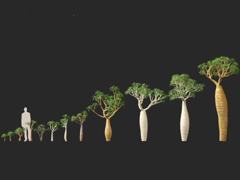 Pachypodium geayi - Madagascar palm 3D Model