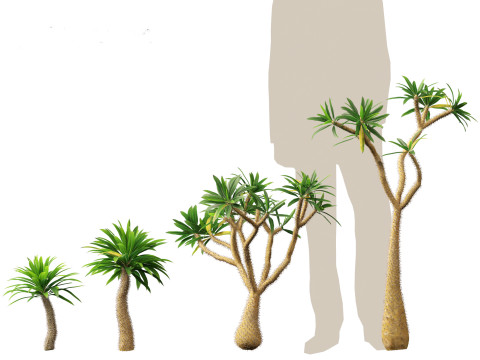 Pachypodium geayi - Madagascar palm 3D Model
