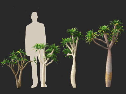 Pachypodium geayi - Madagascar palm 3D Model
