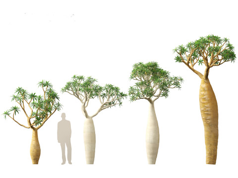 Pachypodium geayi - Madagascar palm 3D Model