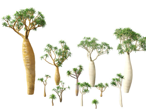 Pachypodium geayi - Madagascar palm 3D Model