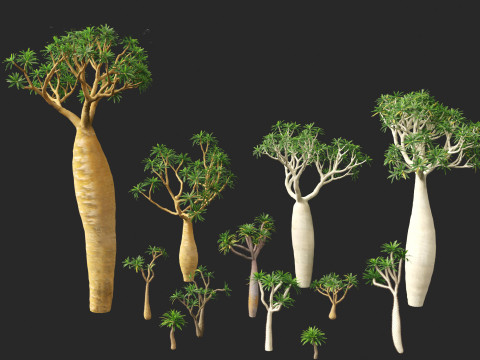 Pachypodium geayi - Madagascar palm 3D Model