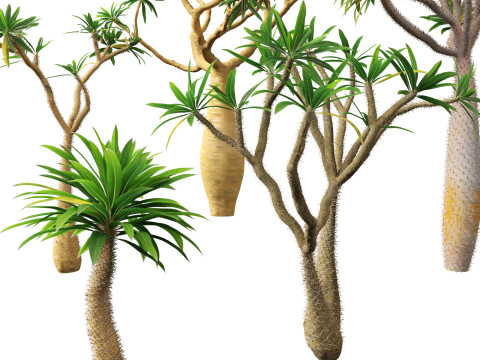 Pachypodium geayi - Madagascar palm 3D Model