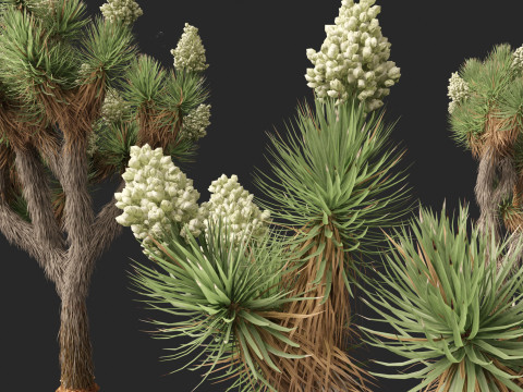 Yucca brevifolia - Joshua tree 3D Модель