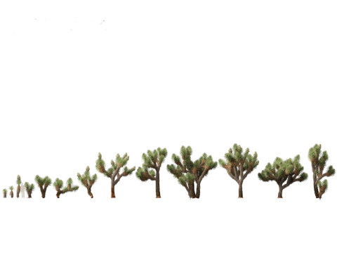 Yucca brevifolia - Joshua tree 3D Модель