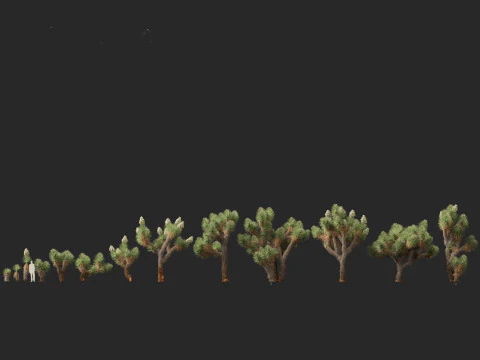 Yucca brevifolia - Joshua tree 3D Model