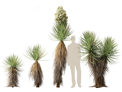 Yucca brevifolia - Joshua tree 3D Модель