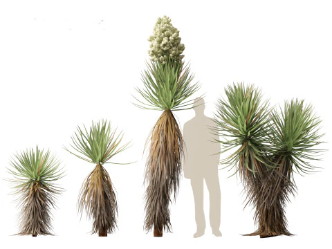 Yucca brevifolia - Joshua tree 3D Model