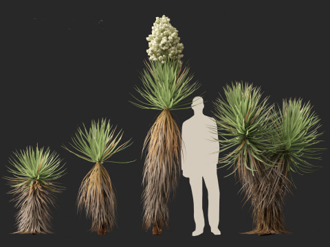 Yucca brevifolia - Joshua tree 3D Модель