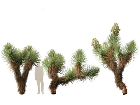 Yucca brevifolia - Joshua tree 3D Модель