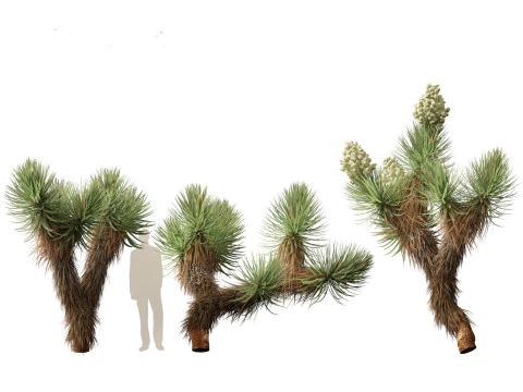 Yucca brevifolia - Joshua tree 3D Model