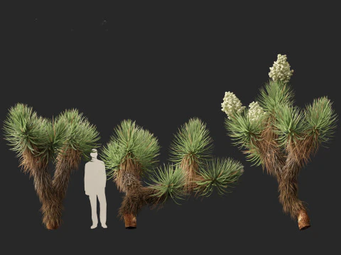 Yucca brevifolia - Joshua tree 3D Model
