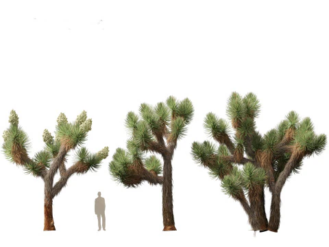 Yucca brevifolia - Joshua tree 3D Model