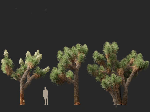 Yucca brevifolia - Joshua tree 3D Model