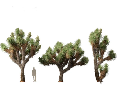Yucca brevifolia - Joshua tree 3D Model