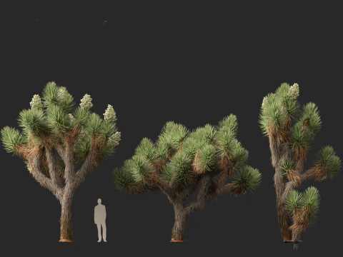 Yucca brevifolia - Joshua tree 3D Model