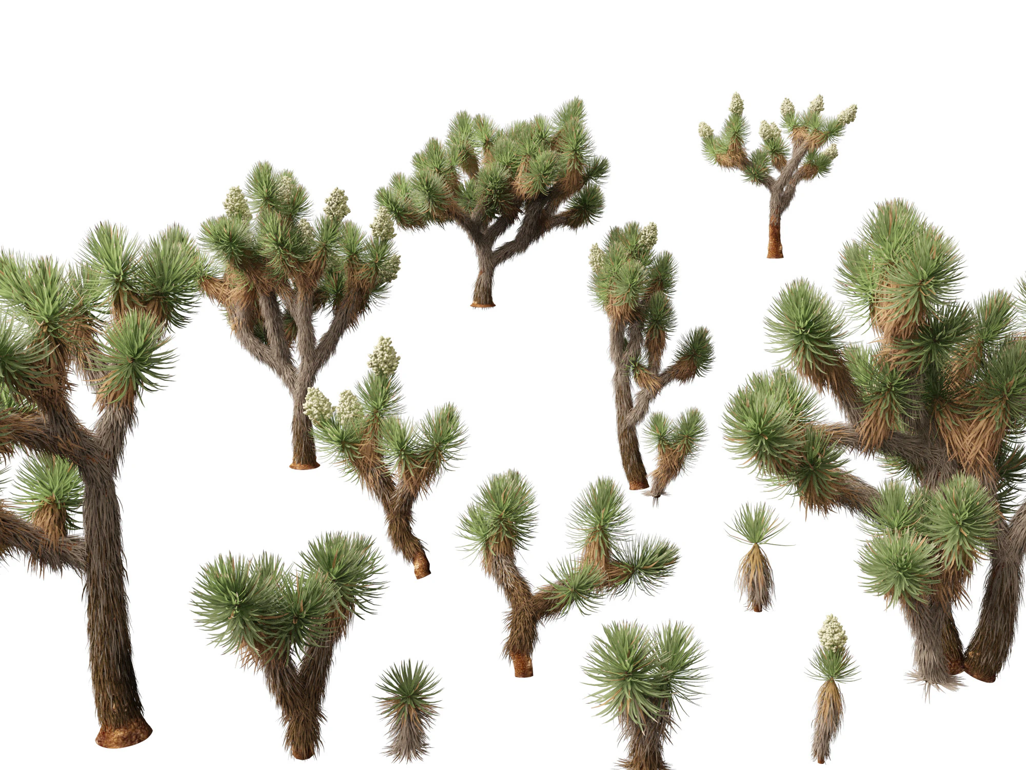 Yucca brevifolia - Joshua tree 3D Model .c4d .max .obj .3ds .fbx .stl .blend 