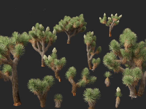 Yucca brevifolia - Joshua tree 3D Модель