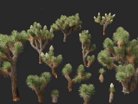 Yucca brevifolia - Joshua tree 3D Model