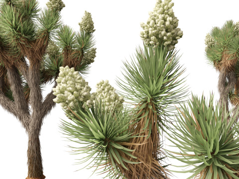 Yucca brevifolia - Joshua tree 3D Модель