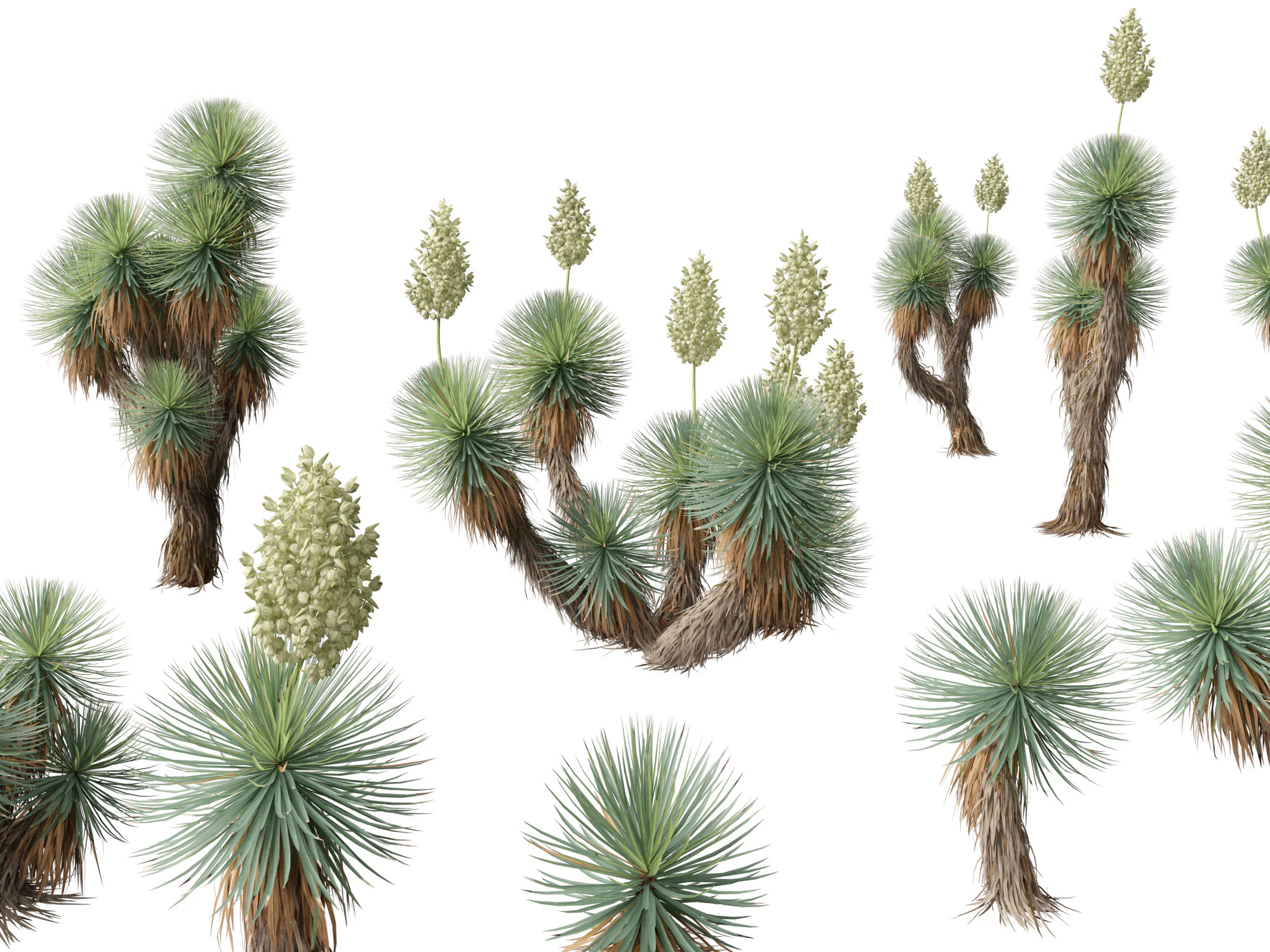 Yucca thompsoniana - Beaked yucca 3D Model .c4d .max .obj .3ds .fbx .stl .blend 