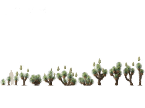 Yucca thompsoniana - Beaked yucca 3D Model