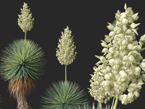 Yucca thompsoniana - Beaked yucca 3D Model