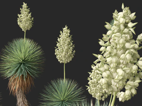 Yucca thompsoniana - Beaked yucca 3D Model