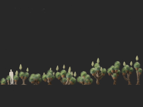 Yucca thompsoniana - Beaked yucca 3D Model