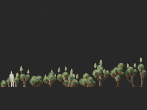 Yucca thompsoniana - Beaked yucca 3D Model